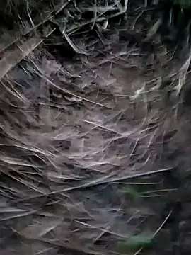 Snapshot of Guru2 chatting on 01-29-25, 01:17 Guru2 online show from 01-29-25, 01:17