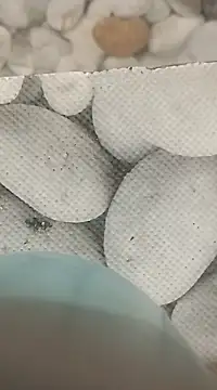 Snapshot of Playboy_bhabhi_00 chatting on 02-25-25, 08:14 Playboy bhabhi 00 online show from 02-25-25, 08:14