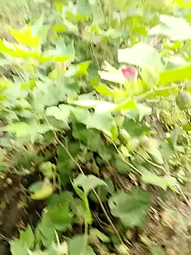 himvilohi08 online show from 10-16-25, 03:40