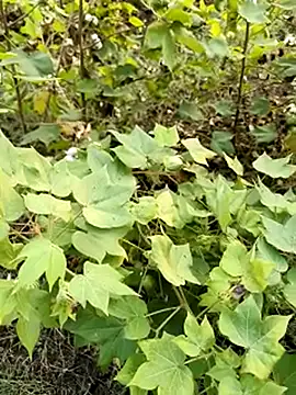 himvilohi08 online show from 10-23-25, 11:42