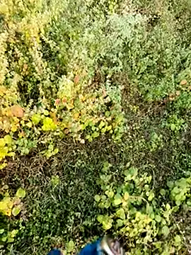 himvilohi08 online show from 12-04-25, 02:43