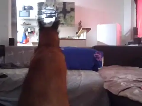 Snapshot of ThePython666 chatting on 03-27-26, 03:34 ThePython666 online show from 03-27-26, 03:34