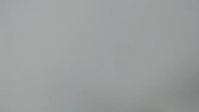 eladyrous98 online show from 12-17-25, 02:01