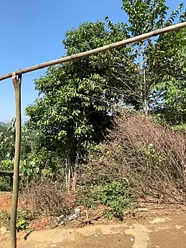 ThiHa003 online show from 11-27-25, 03:52