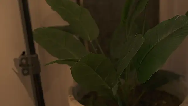 Ariaa Isabell online show from 09-12-25, 06:30