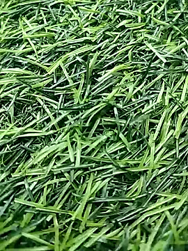 BlackhorseBBC online show from 04-23-26, 10:25