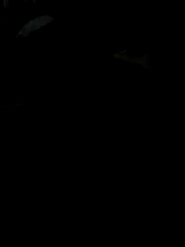 Snapshot of Reeelo chatting on 11-28-25, 04:09 Reeelo online show from 11-28-25, 04:09