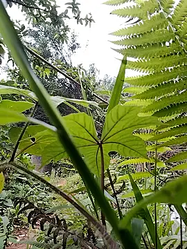 asian 2k online show from 05-16-26, 11:36