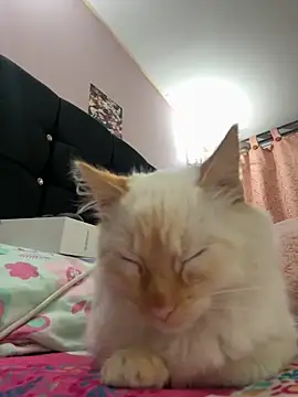 saranghae  online show from 11-11-25, 03:50