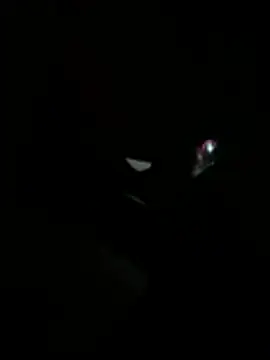 Daliz online show from 05-15-26, 06:20