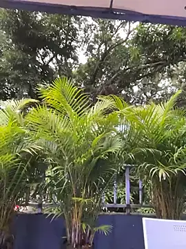 Snapshot of AmberAngelXXX chatting on 11-24-25, 10:31 AmberAngelXXX online show from 11-24-25, 10:31