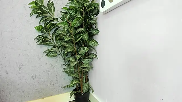 scarlett646 online show from 02-26-26, 03:05