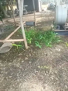 sima024 online show from 11-11-25, 07:52