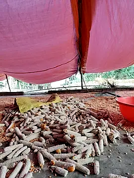 Tin tanny online show from 11-27-25, 12:13