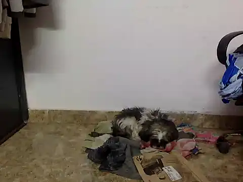 suzen night online show from 01-16-26, 05:28