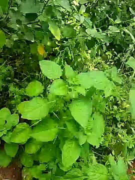 Snapshot of telugumodda4396 chatting on 10-25-25, 05:48 telugumodda4396 online show from 10-25-25, 05:48