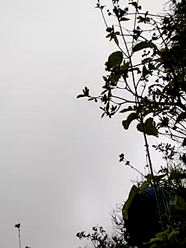 sumaybae online show from 11-05-25, 03:17