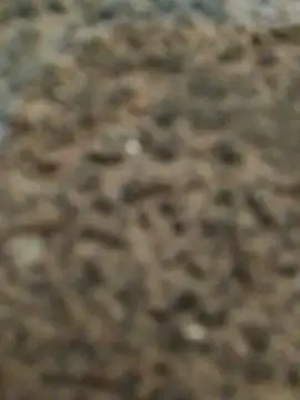 Orlao25cm online show from 11-12-25, 02:45