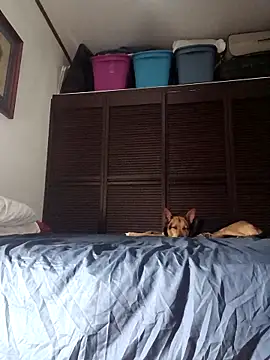 elargon dawn online show from 11-20-25, 03:50