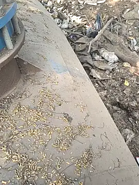 Playboy pune  online show from 11-26-25, 09:10