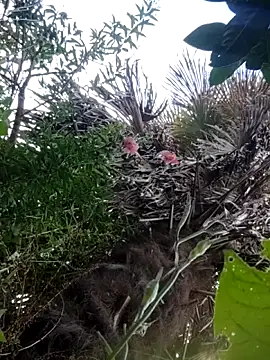 Snapshot of braidqueen00 chatting on 12-21-25, 02:35 braidqueen00 online show from 12-21-25, 02:35