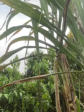 meganmeo online show from 04-21-26, 12:34