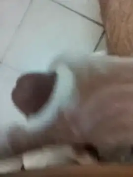 Amoooooun online show from 12-17-25, 09:04