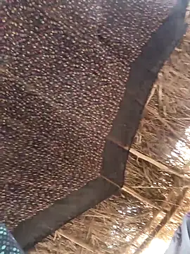 lodhi8080 online show from 03-05-26, 06:42