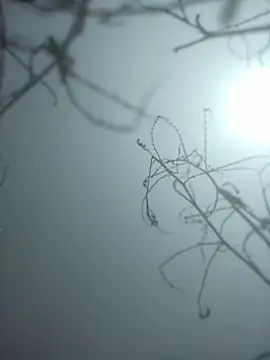 momo loves online show from 01-09-26, 07:44