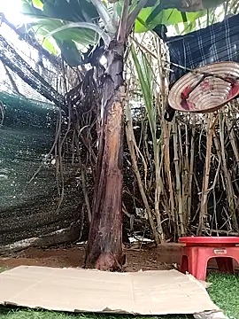 leona118 online show from 04-08-26, 01:27