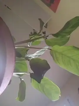 NickoHetero online show from 01-17-26, 02:44