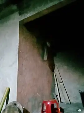 Diana-02 online show from 05-14-26, 11:50