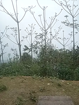 cutebobi online show from 03-02-26, 03:30