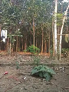 Nuna 689 online show from 03-31-26, 09:21