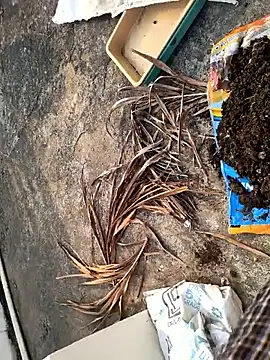 Castrol1289 online show from 02-27-26, 03:06