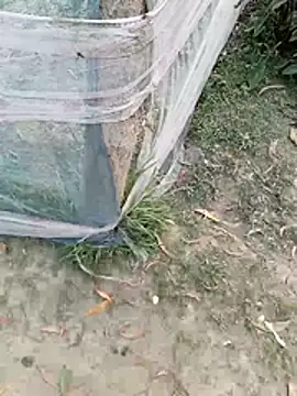 Tanla akter online show from 03-04-26, 11:38