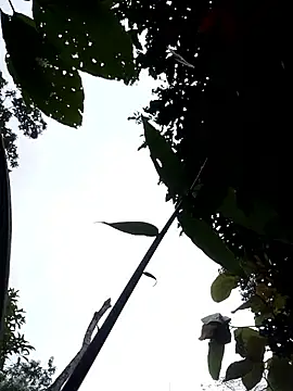 Linka998 online show from 04-03-26, 11:14