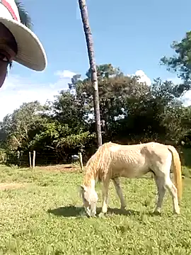 nego5628 online show from 03-08-26, 06:12