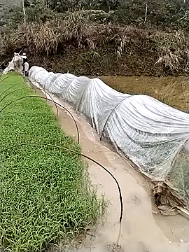 ngocbao11 online show from 03-12-26, 01:12