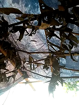 Mizu-hotshow online show from 04-11-26, 03:44