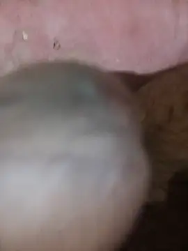 88SHXX online show from 03-03-26, 05:41