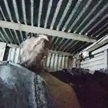 PUNEPLAYBOY2 online show from 04-20-26, 03:04