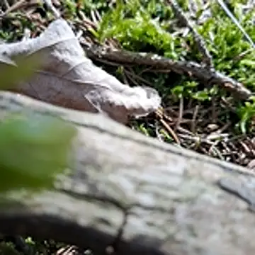 walddrinker online show from 04-24-26, 01:46