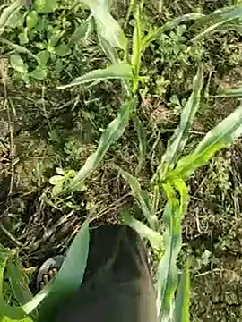 ThethunderPo online show from 03-17-26, 02:27