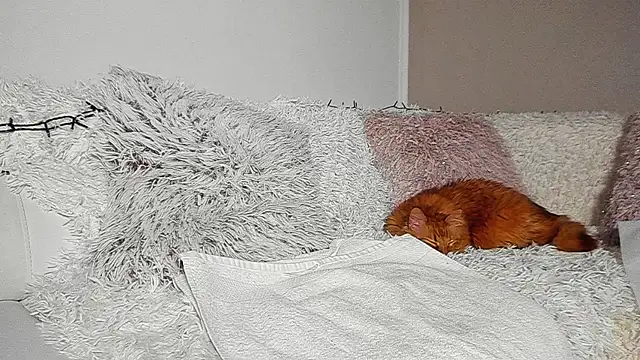 BrianaDiamondXXX online show from 04-07-26, 07:14