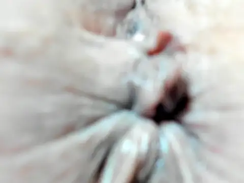 foxy-porn1 online show from 02-03-25, 09:07