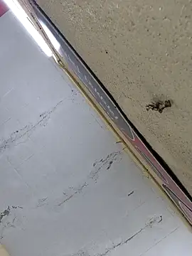 Vickyrajput009 online show from 04-16-26, 07:31