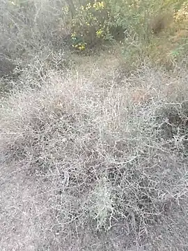 rameshmry1 online show from 03-06-26, 12:12