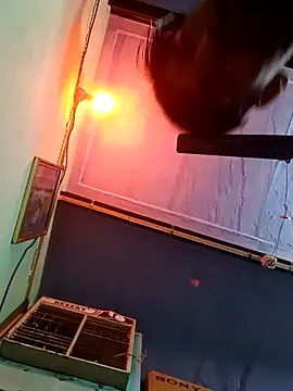 dhapli4u online show from 02-06-26, 08:18