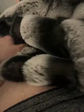 Snapshot of Furdale chatting on 12-02-24, 04:20 Furdale online show from 12-02-24, 04:20